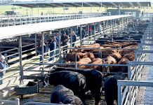 Saleyards safety reprimand General Saleyards Pic TBW Newsgroup