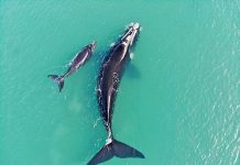 Whales sighted at Southend Created By Dji Camera TBW Newsgroup