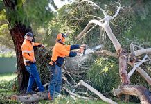 Wild weather lashes South East as 102kmh winds recorded Tree Cut TBW Newsgroup