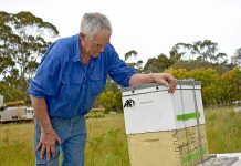Bees bred to fight industry threat Beekeeper R D (2) TBW Newsgroup