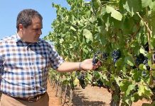 Federal funding boosts winery export potential Tony In Coonawarra Vines 2web TBW Newsgroup