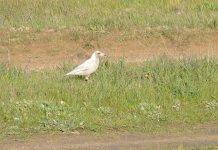 Grey magpie spotted on city’s eastern fringe Grey Magpie (3)web TBW Newsgroup