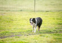 Collie clocks up kilometres Jed Cobber 2web TBW Newsgroup