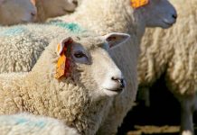 Saleyard increase forecast despite decline in volume Lamb (2) TBW Newsgroup