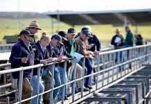 Ramp lock down remains Saleyards Pic TBW Newsgroup