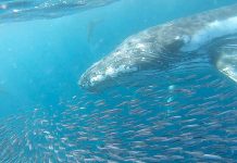 Humpback whale spotted off Port MacDonnell coast Whale Screenshots (3)web TBW Newsgroup