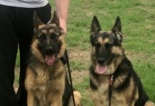 ‘Event’ sparks police presence Chloe In Her New Home (1)20191001 TBW Newsgroup