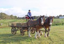 COVID restrictions force ‘tough, but right decision’ to cancel Mil Lel Show Mil Lel Show 2019 Horses TBW Newsgroup