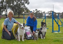 Obedience and agility trials put pampered pooches to test Agility Dogs TBW Newsgroup