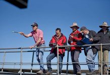 Significant drop recorded at Mount Gambier saleyards Ben Gregory (2)20190911 TBW Newsgroup