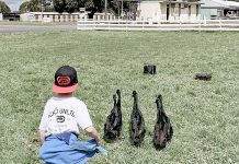 Children get farm lesson Ducks TBW Newsgroup