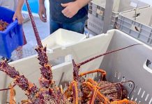 ‘Red gold’ prices rock solid for start of Limestone Coast lobster season Lobstaweb TBW Newsgroup