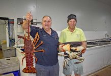 Regional lobster catches at ‘all-time high’ Andrew Lawrie And Stewie Hunt TBW Newsgroup