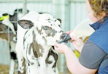 $40m sale deal struck for group of Mount Gambier dairy farms Beston Dairy Farm 20161116 TBW Newsgroup