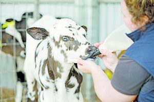 Beston Dairy Farm 20161116 TBW Newsgroup