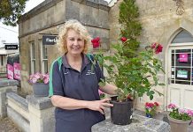 Roses bloom for Millicent Show competition Chrsitine Agnew 2019 TBW Newsgroup