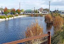 Invasive fish find sparks drastic action Railway Lands Catchment TBW Newsgroup