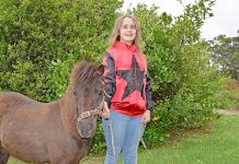 Pony trot duo aims to edge ahead of field Buddy Boom Boom And Marnee Formosa20170331 TBW Newsgroup