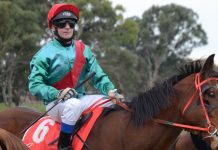 Rough ride for Millicent jockey Racing 2oct Paul Marks20140619 TBW Newsgroup