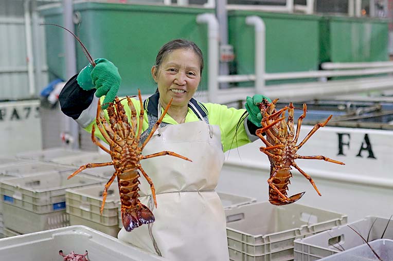 Professional fishers net bumper lobster catch