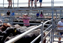 Mount Gambier holds first sale of new year Ben Gregory TBW Newsgroup