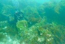 Researcher discovers long-lost shipwreck Carl Von Stanke Shipwreck Discovery (1) TBW Newsgroup