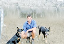 Livestock feed donations flow to fire-affected regions Henryweb TBW Newsgroup