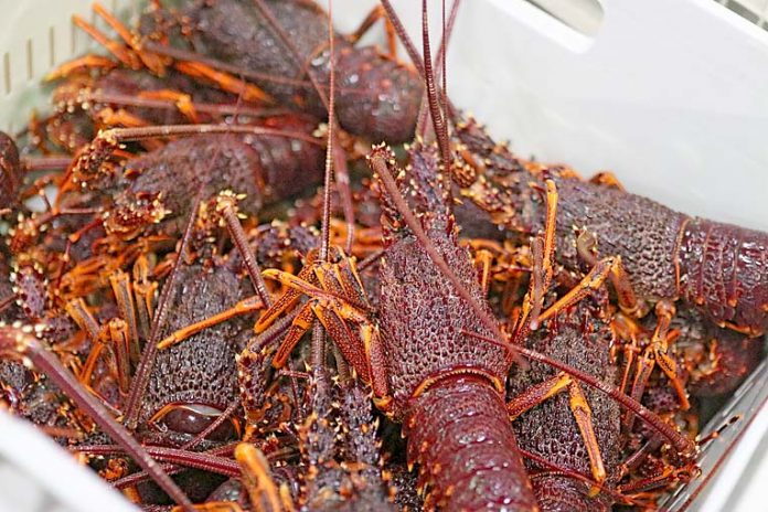 Rock Lobsters20191218  TBW Newsgroup