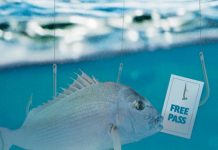 First angler fined under strict snapper rules Snapper Graphic TBW Newsgroup