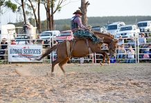 Mount Gambier cowboy enjoys wild ride to the top Cody Ireland Dsc 1983 TBW Newsgroup