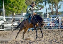 Dartmoor prepares for a wild ride at annual Chute Out Rodeo event Cody Ireland Dsc 9809 TBW Newsgroup
