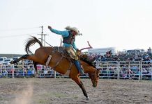 Bucking beasts test talented cowboys during popular Dartmoor Chute Out Dean Oliver Dsc 2069 TBW Newsgroup