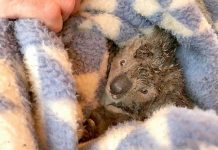Limestone Coast forest industry ‘shocked’ over koala slaughter Koalas Threeweb TBW Newsgroup