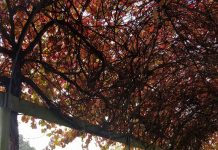 Apple Farm guests ‘no risk’, tour group linked to Coonawarra virus case 90312541 3900064086678380 6978094161073274880 N TBW Newsgroup