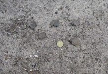 Life goes on at lake Turtles February (2)web TBW Newsgroup