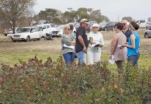 Rose nursery to showcase creations at annual open day Open Day 2018 TBW Newsgroup