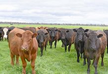 Food supply priority Cows TBW Newsgroup