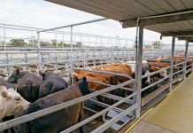 District council facilities set to remain open Glen Saleyards TBW Newsgroup
