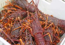 Fishers sink money into Beachport processing site Rock Lobsters TBW Newsgroup