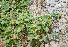 Invasive weed species found at Keith Khaki Weed 2 TBW Newsgroup