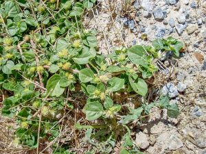 Khaki Weed 2  TBW Newsgroup