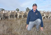 Sheep producer raises concerns over ‘silent robber’ Martin Flower Naracoorte 239020200406 TBW Newsgroup