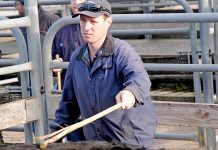 Wednesday sales at Millicent a ‘win’ for regional producers Nat Robbins20150528 TBW Newsgroup