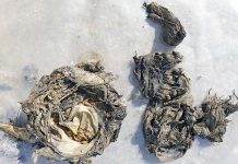 Residents flush bad habits away Sa Water Normanville Wwps Wet Wipes TBW Newsgroup