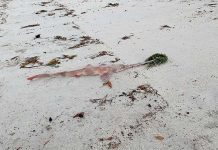 Washed up sawshark discovered on beach at Port MacDonnell Clem Smith Sawshark (3) TBW Newsgroup
