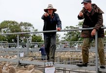 Livestock prices firm despite tough COVID-19 conditions Green Triangle Sheep TBW Newsgroup