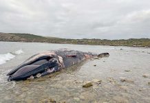 Beachgoers urged to remain cautious over rare coastal occurance Whale At Cape Douglasweb TBW Newsgroup