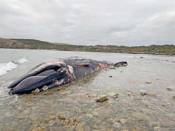 Whale At Cape Douglasweb TBW Newsgroup