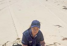 Cockle collection halt Cockles Poached From Geltwood Beach TBW Newsgroup