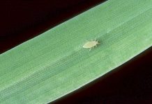 Insect infestations reported in Limestone Coast grain crops Russian Wheat Aphidweb TBW Newsgroup